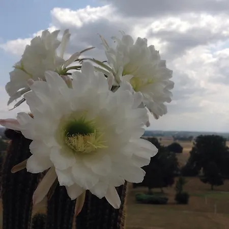 Chateau De Briailles - D'hotes Bed & Breakfast Saint-Pourcain-sur-Sioule