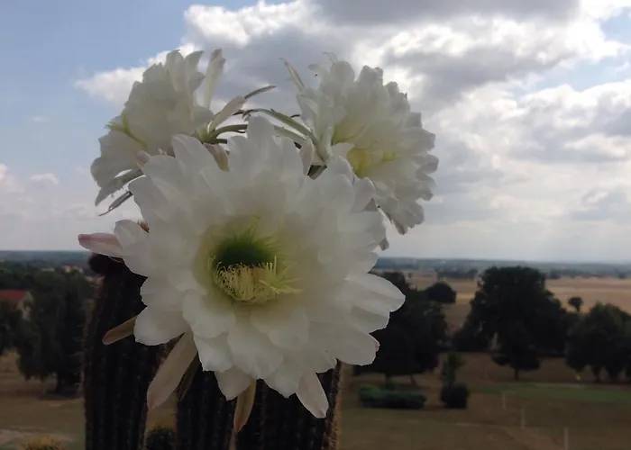 Chateau De Briailles - D'hotes Bed & Breakfast Saint-Pourcain-sur-Sioule